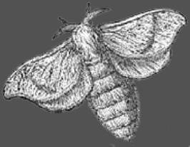 Papillon2